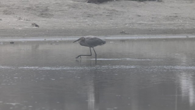 アカクロサギ - ML639935100