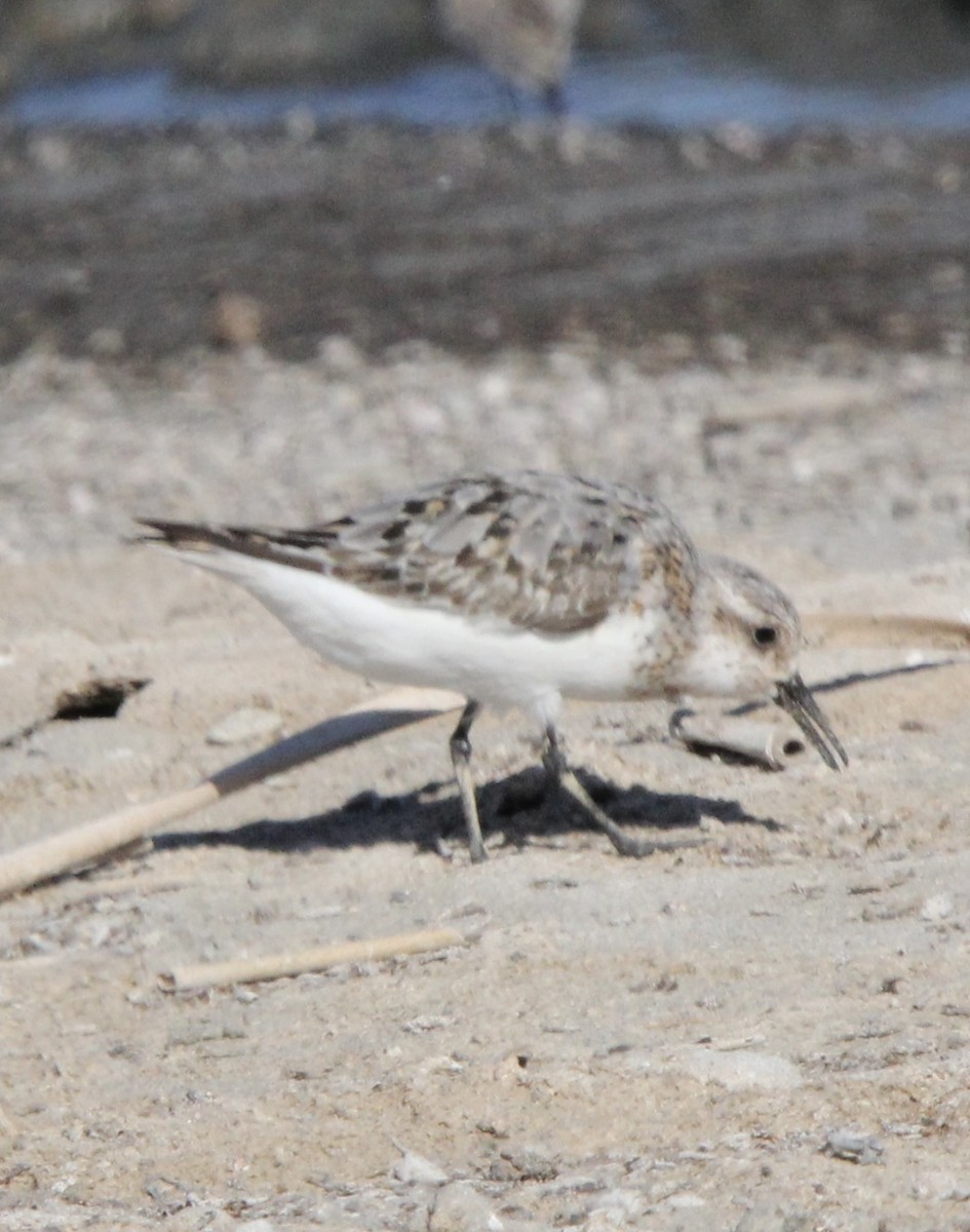 Sanderling - ML639935150
