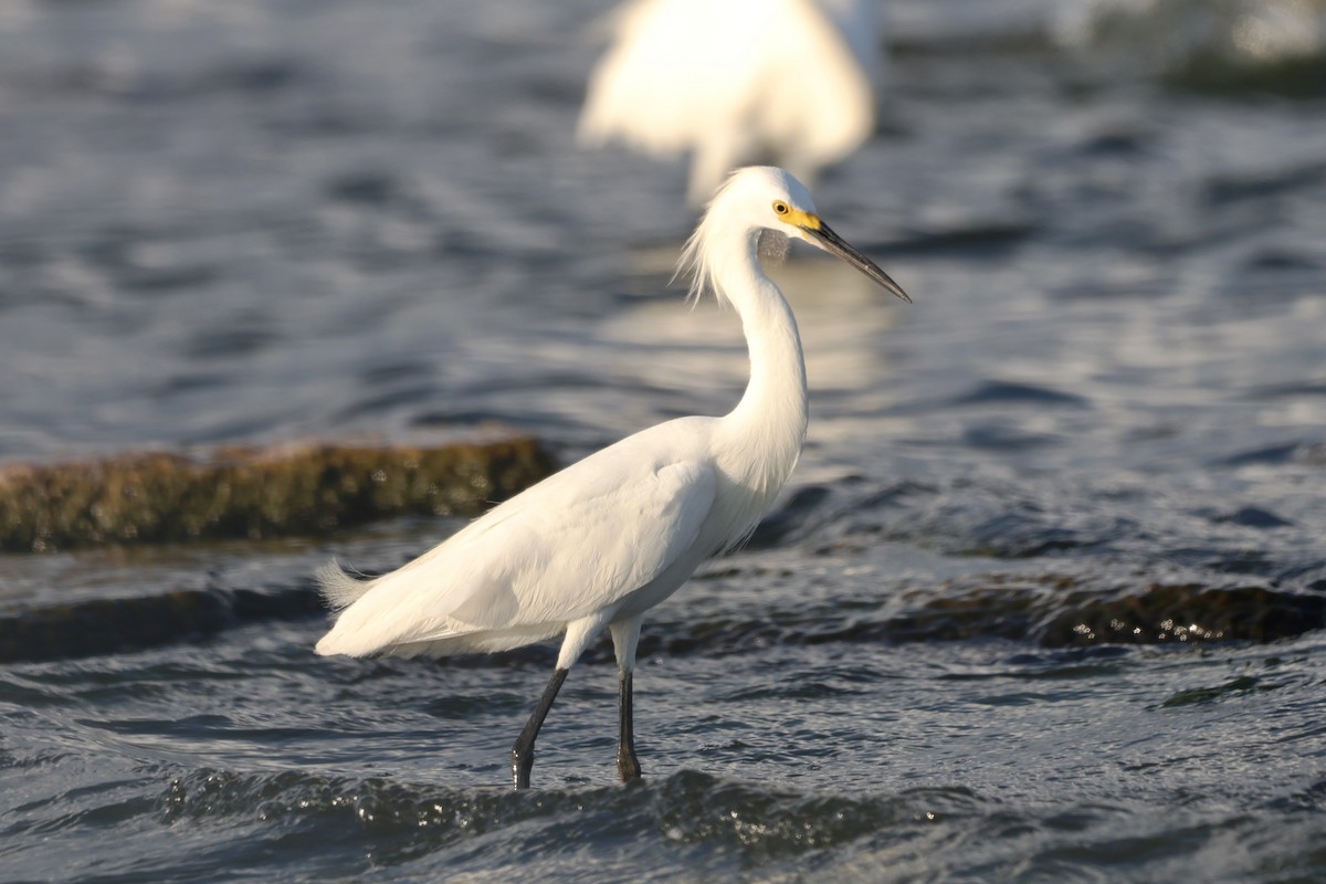 Aigrette neigeuse - ML639935155