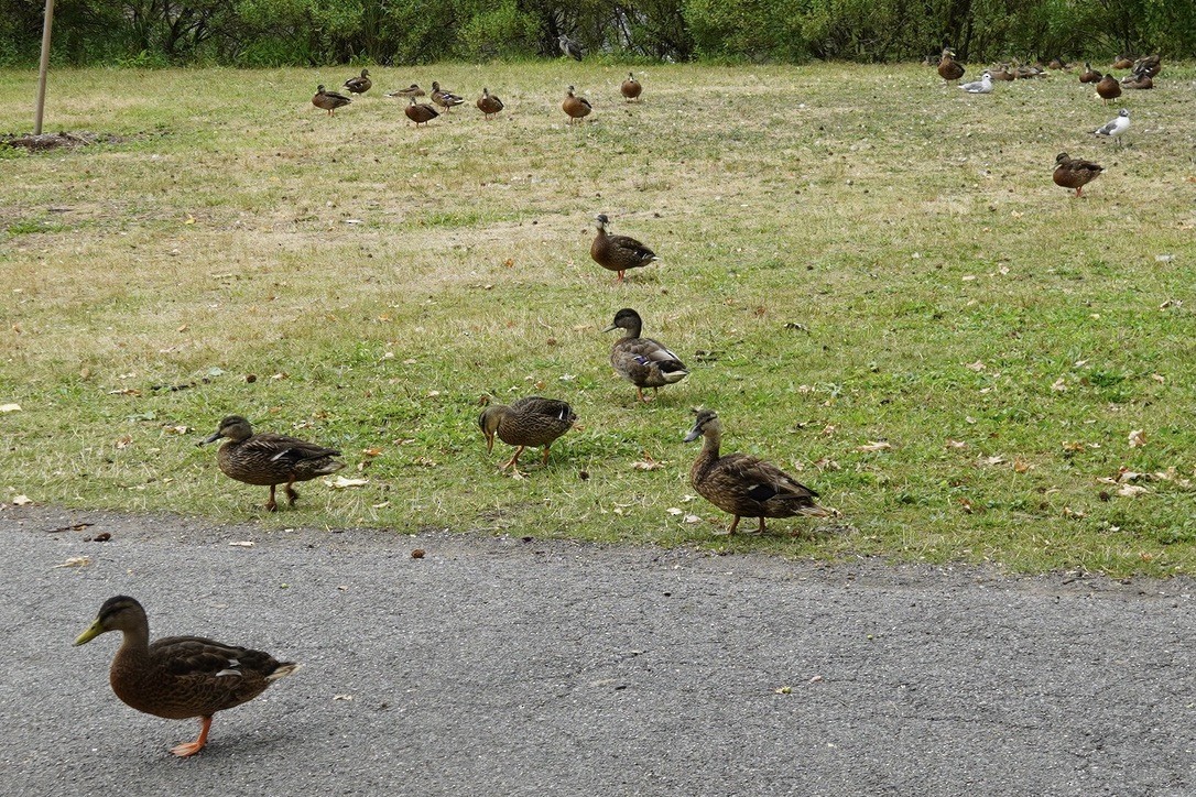 Mallard - ML639935210