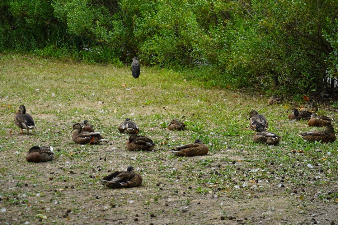 Mallard - ML639935211