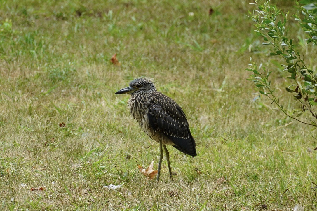 Yellow-crowned Night Heron - ML639935297