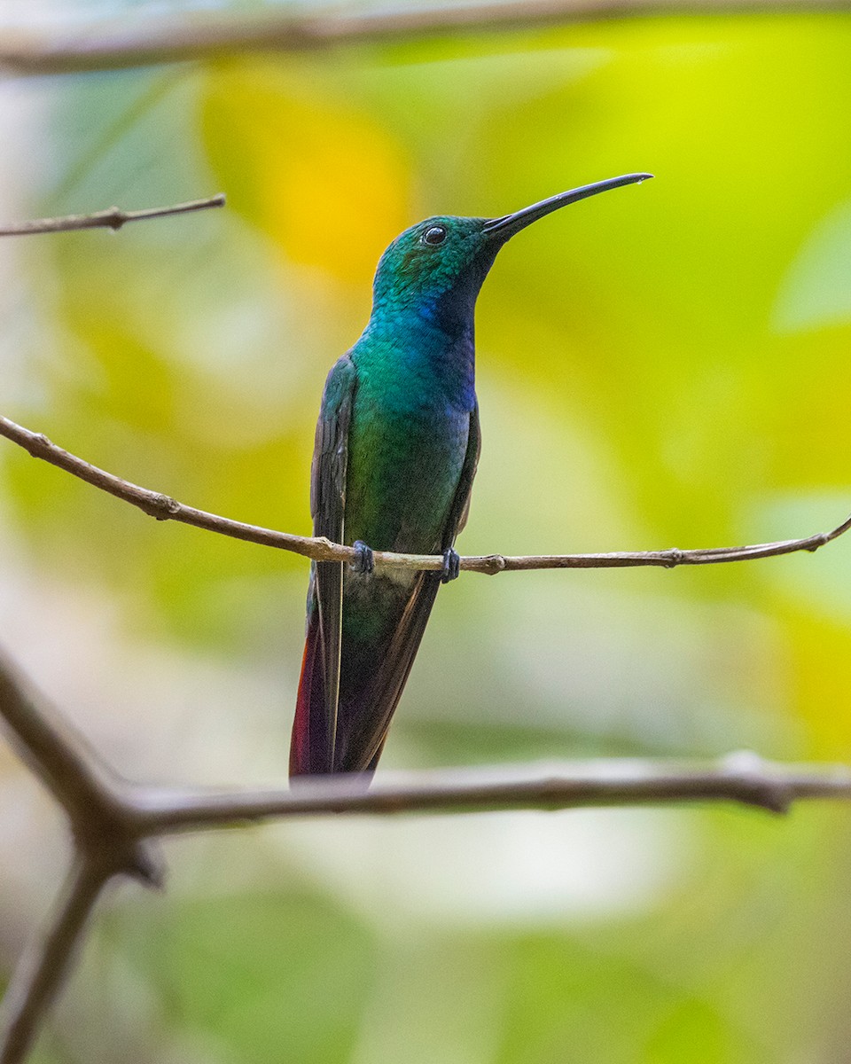Green-breasted Mango - ML639935415