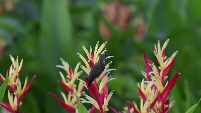 Purple-rumped Sunbird - ML639935493