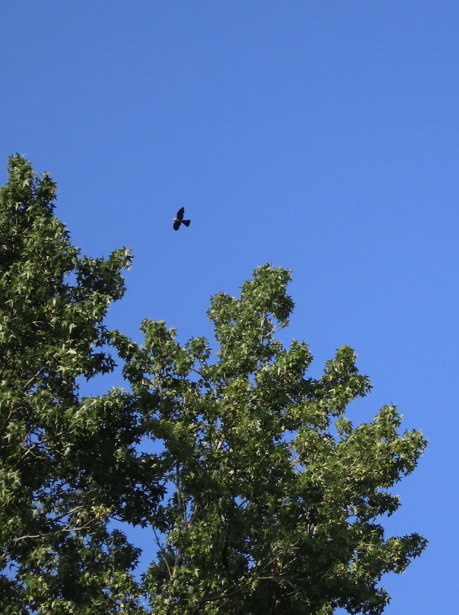 Mississippi Kite - ML639935504