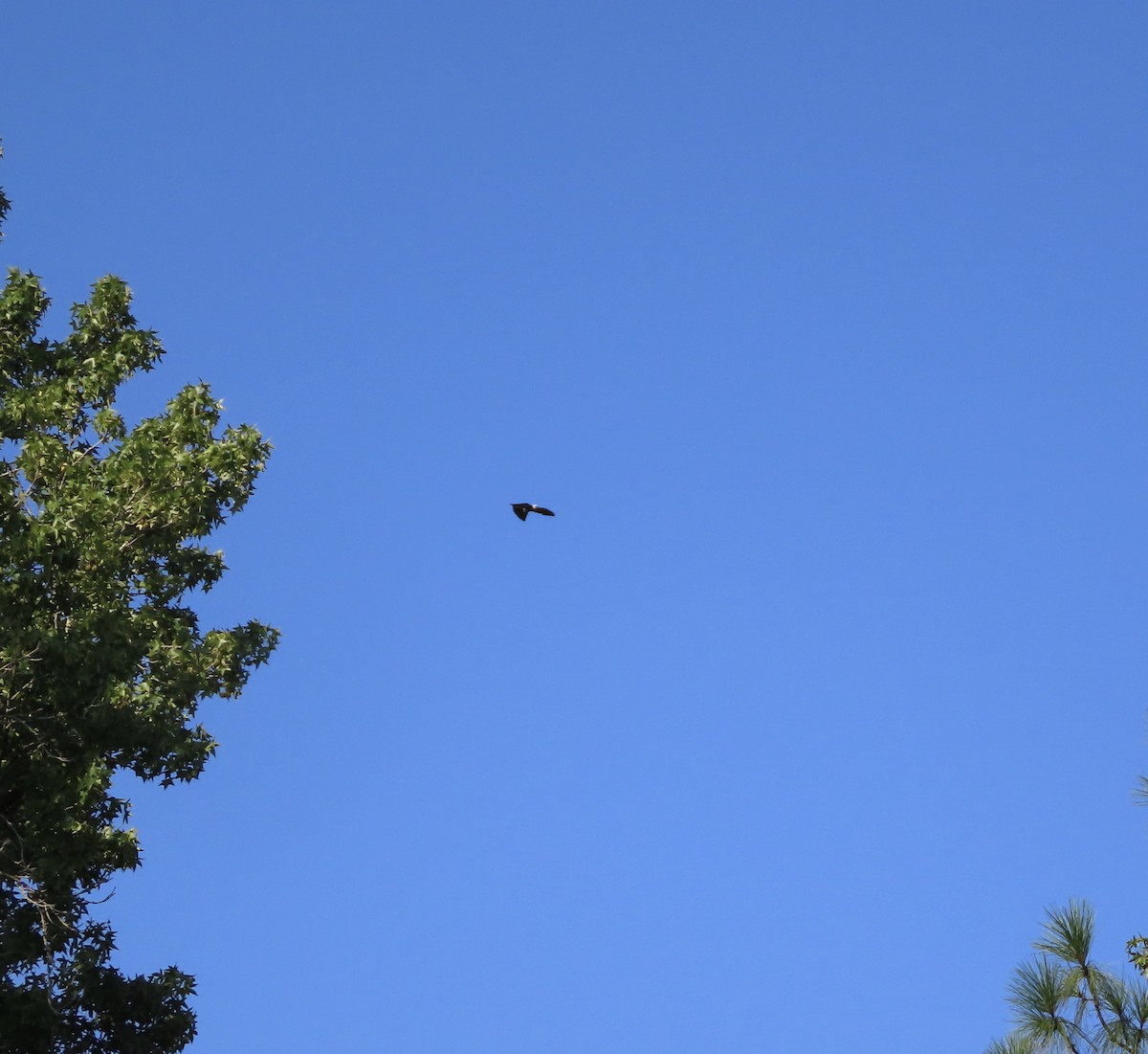 Mississippi Kite - ML639935505