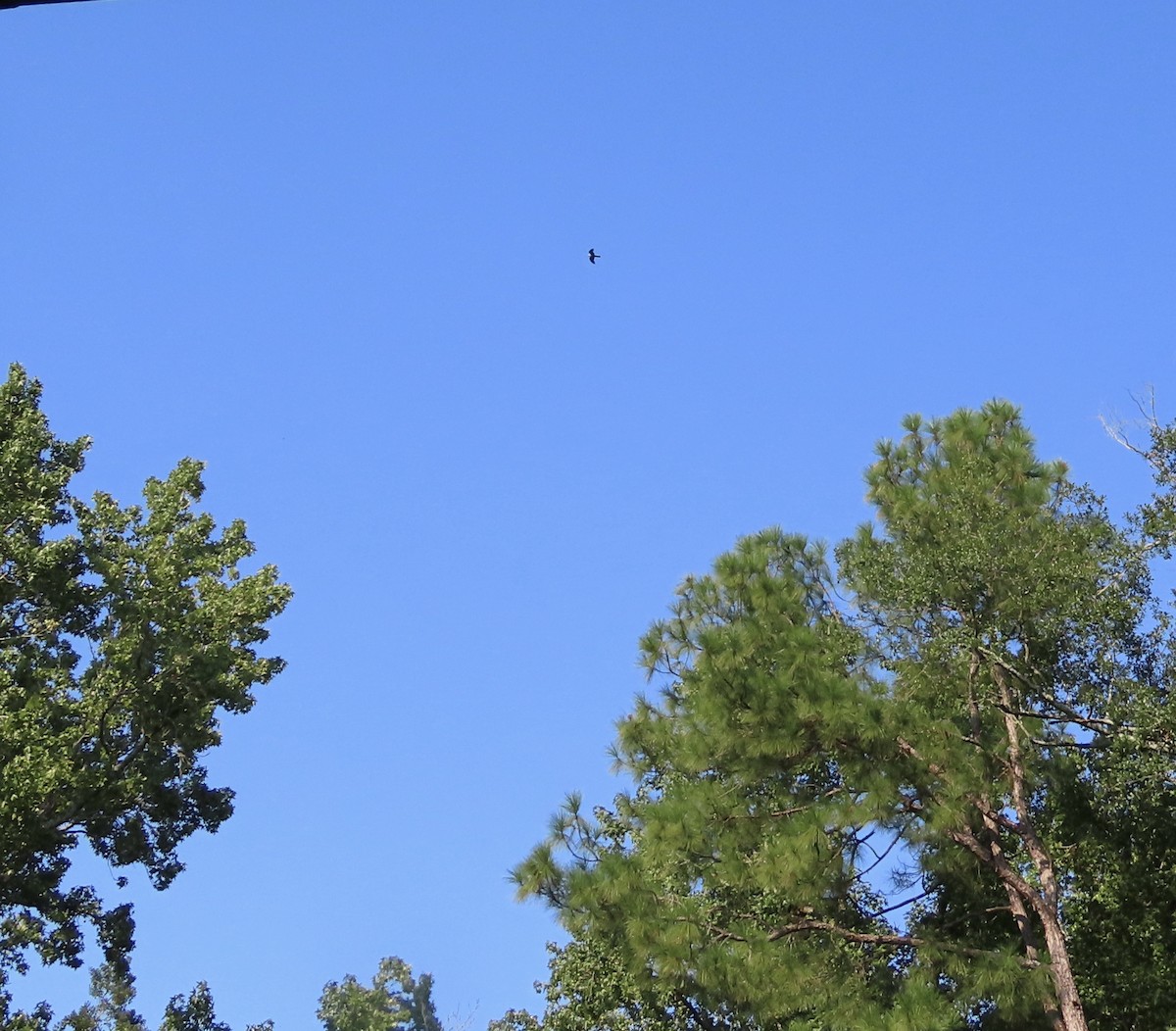 Mississippi Kite - ML639935506