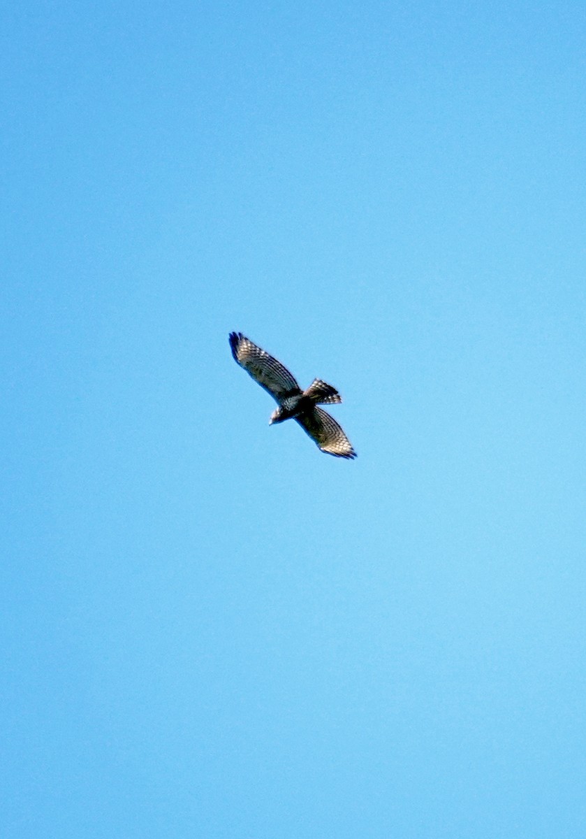 Red-shouldered Hawk - ML639935635