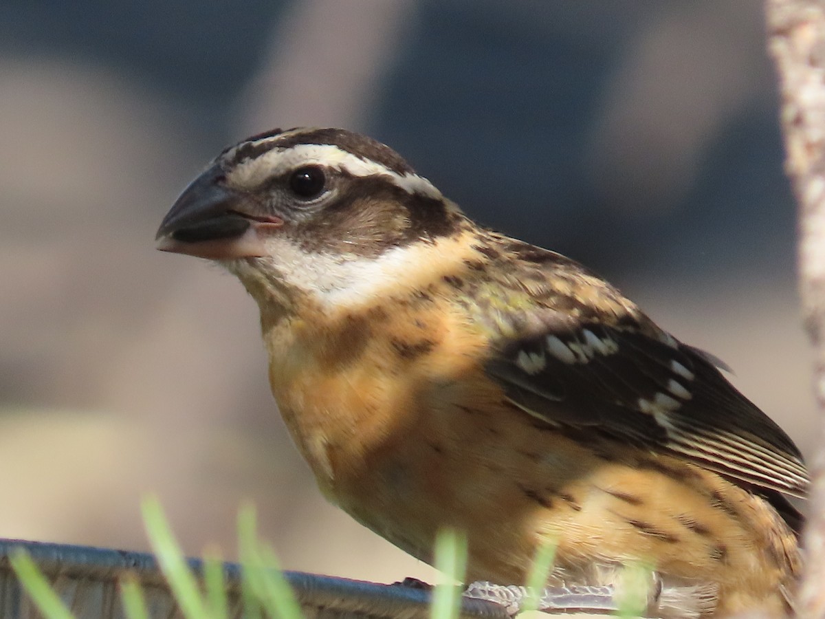 Black-headed Grosbeak - ML639935653