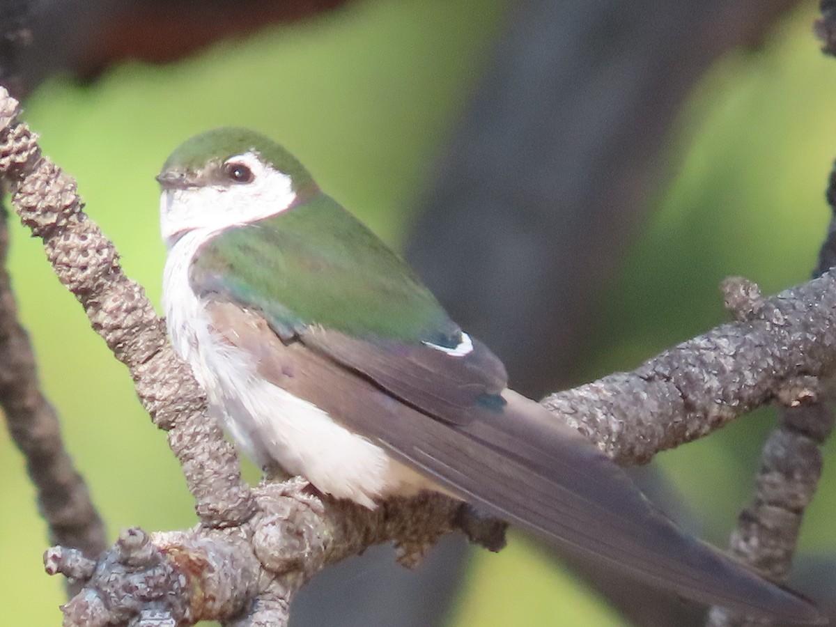 Violet-green Swallow - ML639935664