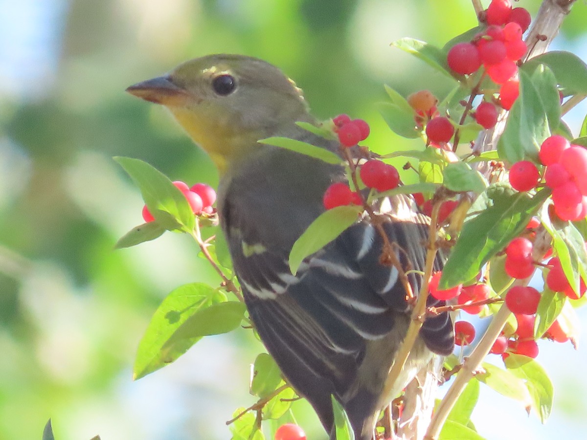 Western Tanager - ML639935670