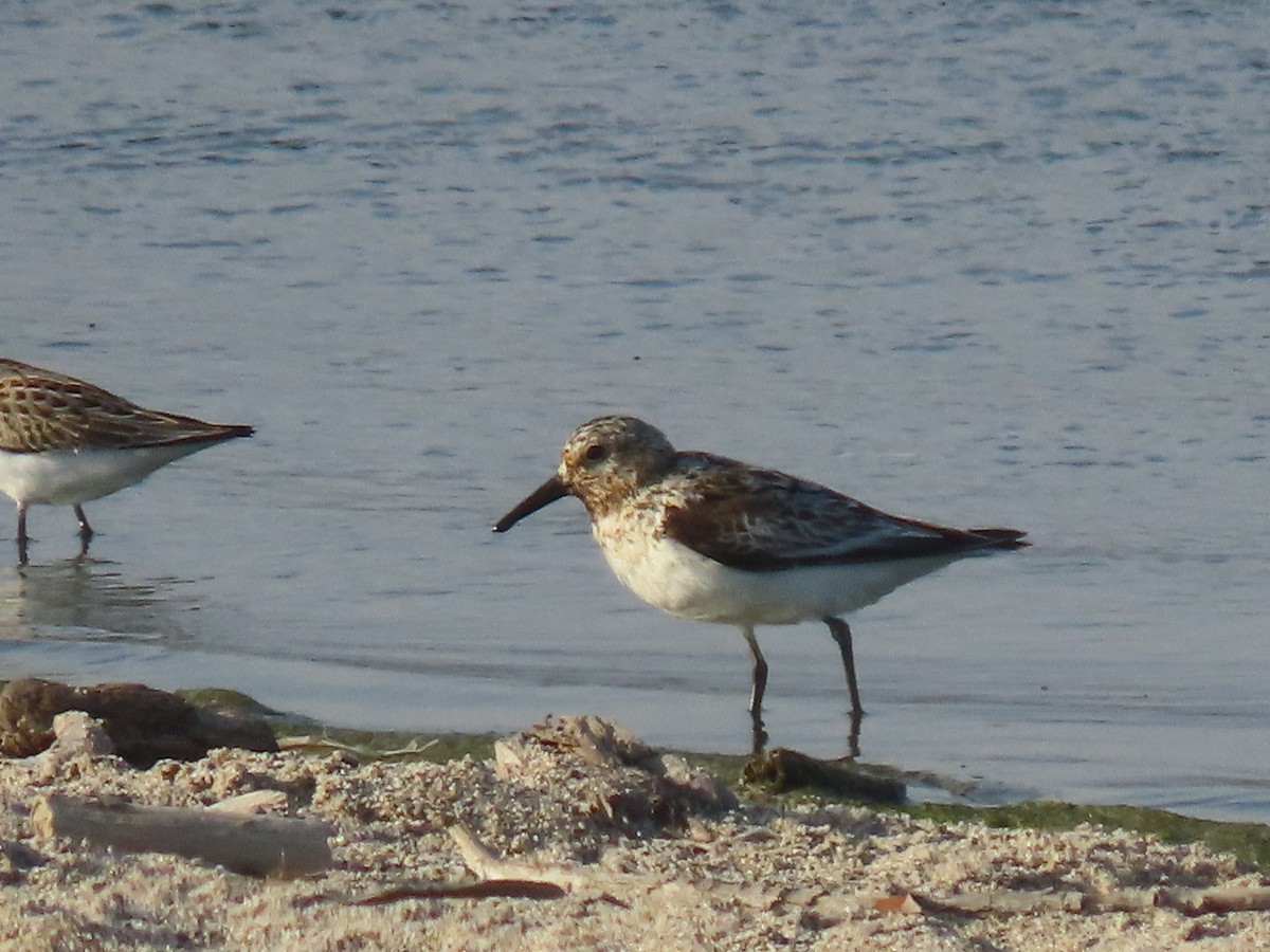 Sanderling - ML639935672