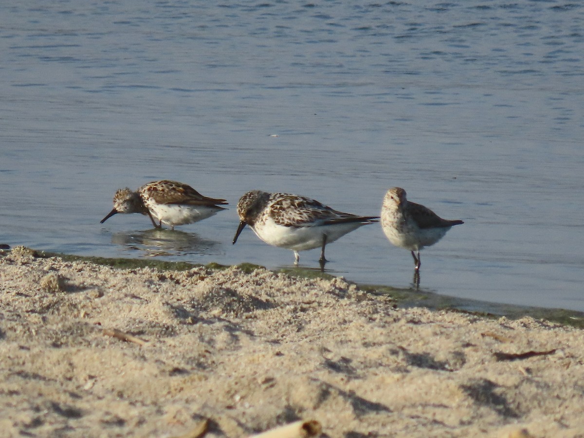 Sanderling - ML639935673