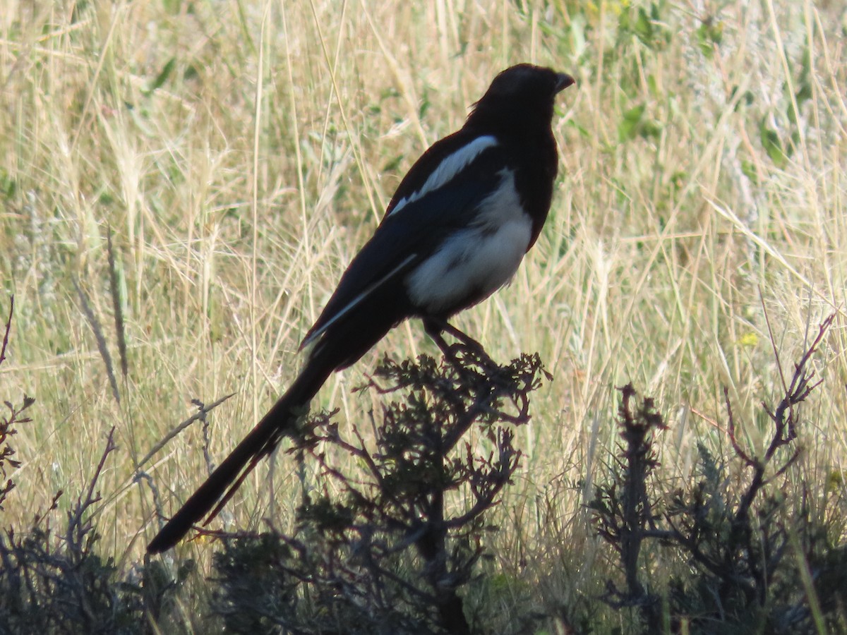 Black-billed Magpie - ML639935679