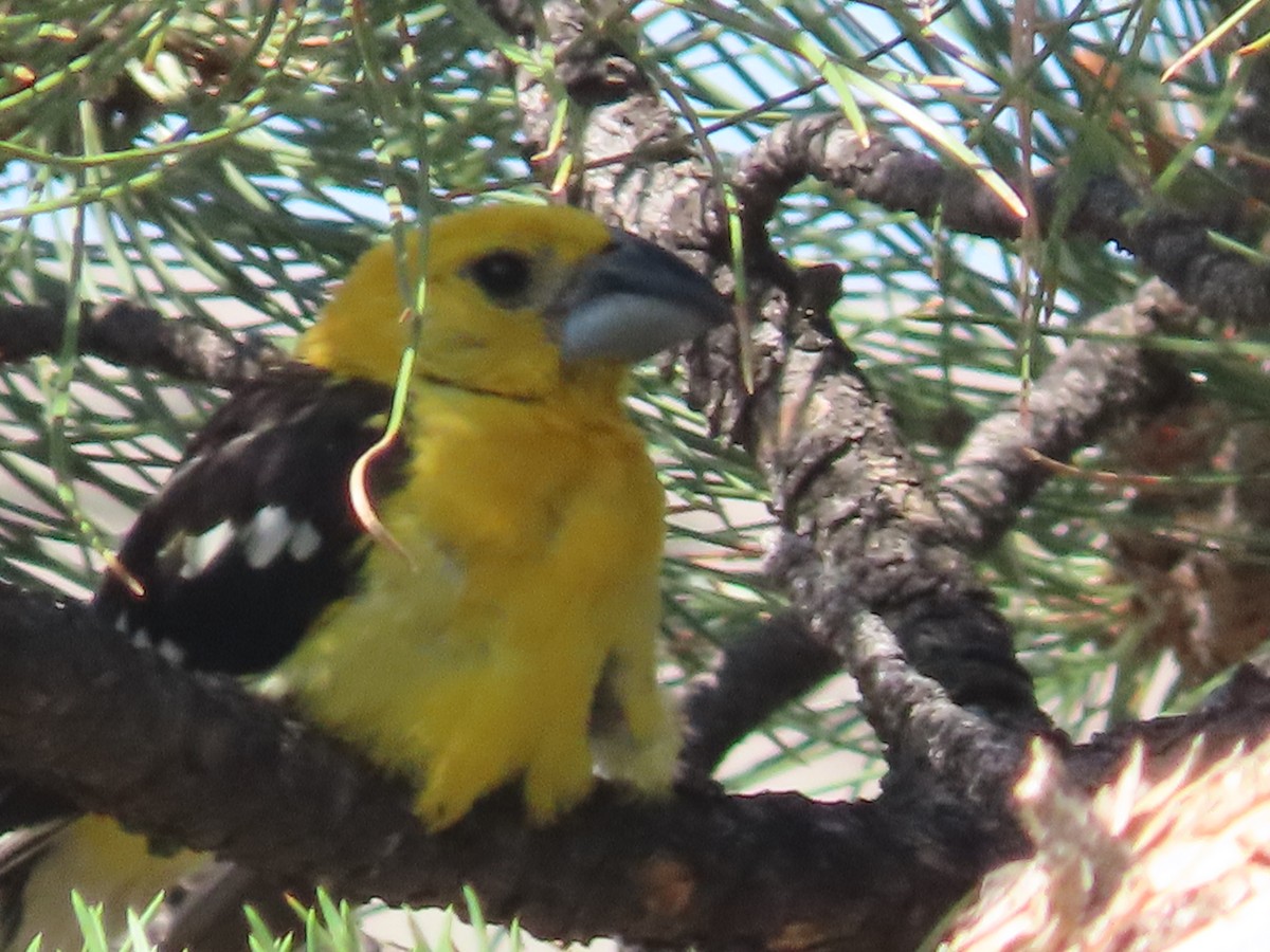 Yellow Grosbeak (Northern) - ML639935682