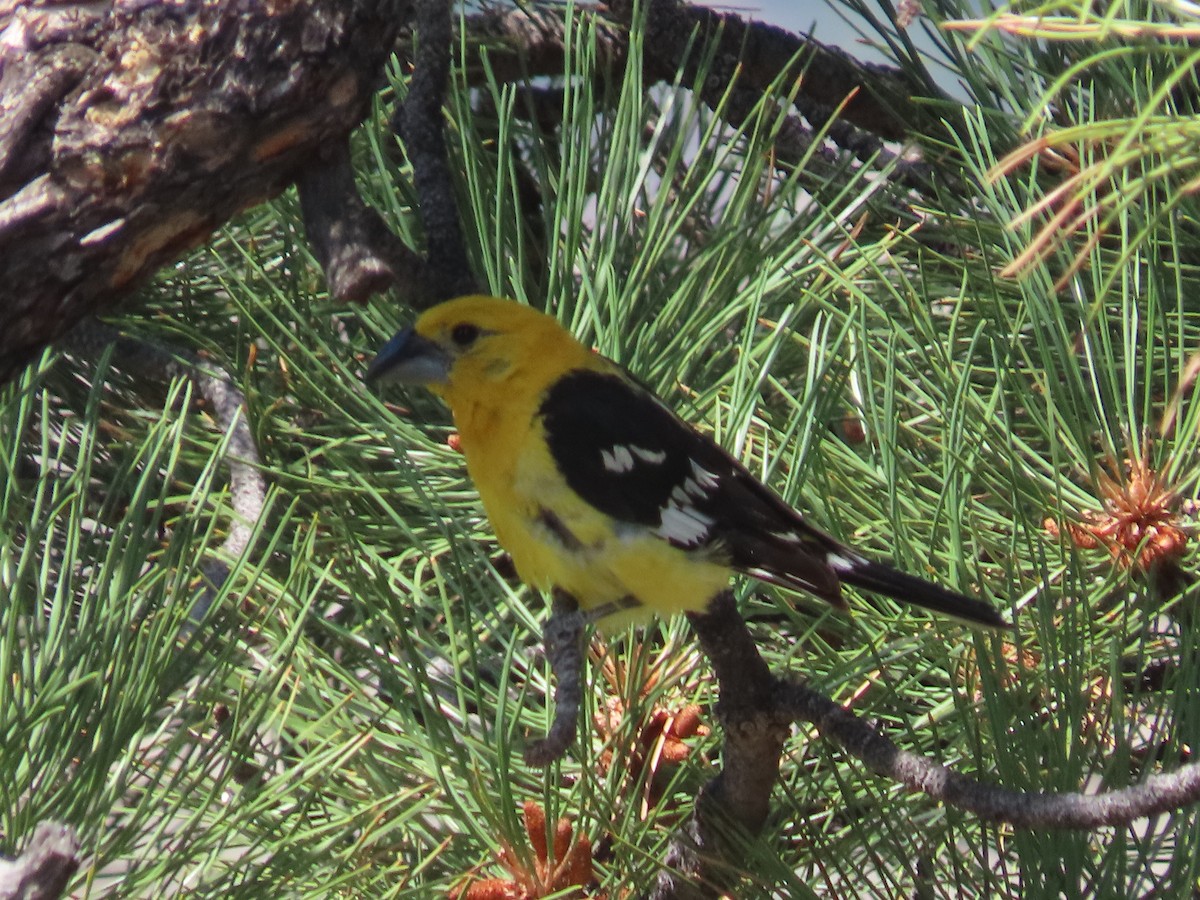Yellow Grosbeak (Northern) - ML639935683