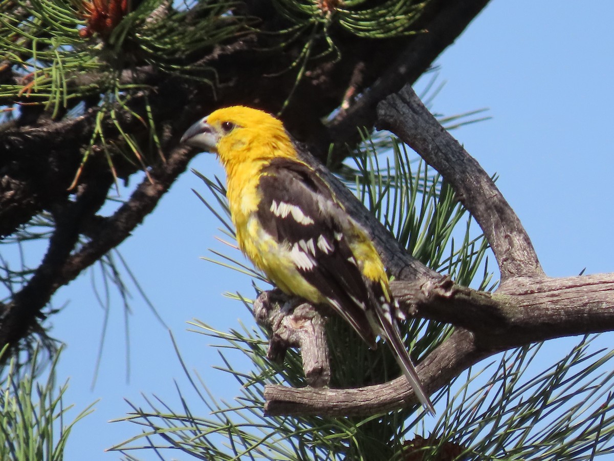 Yellow Grosbeak (Northern) - ML639935688