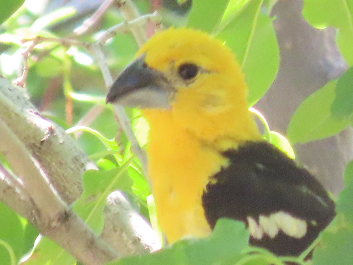 Yellow Grosbeak (Northern) - ML639935698