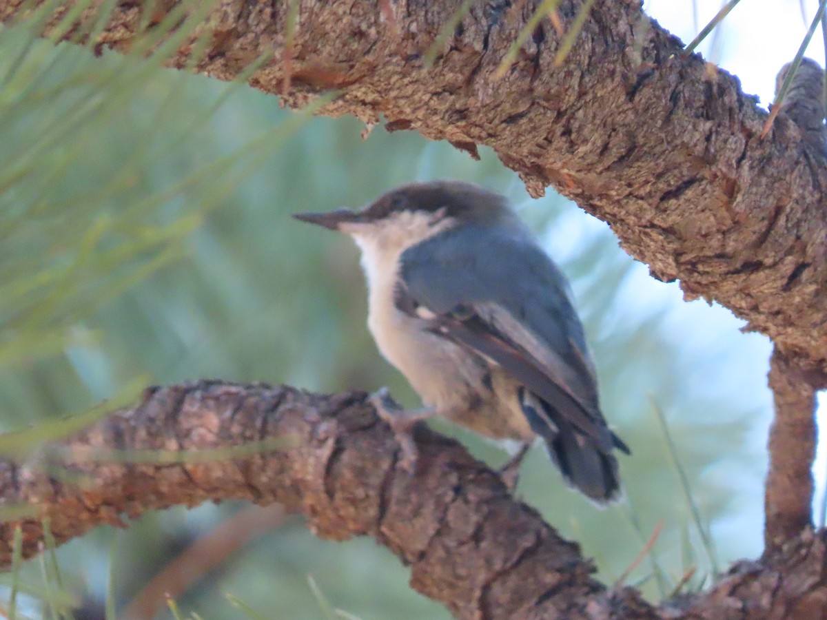 Pygmy Nuthatch - ML639935702