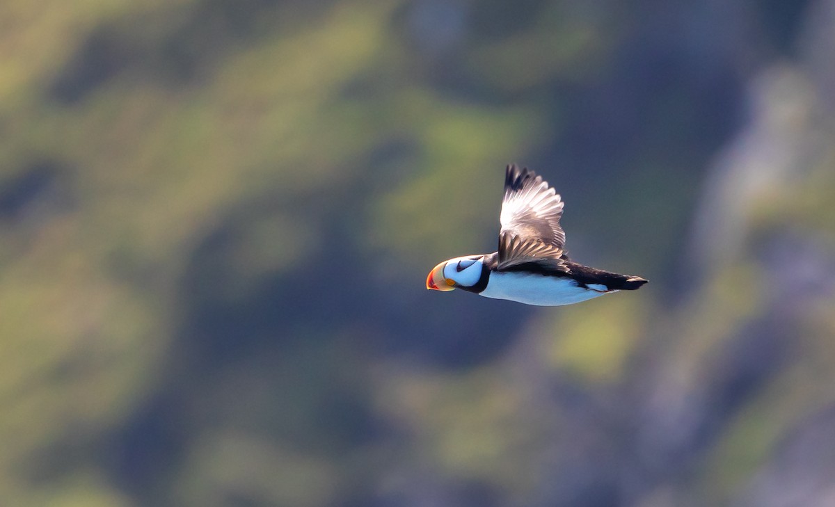 Horned Puffin - ML639935706