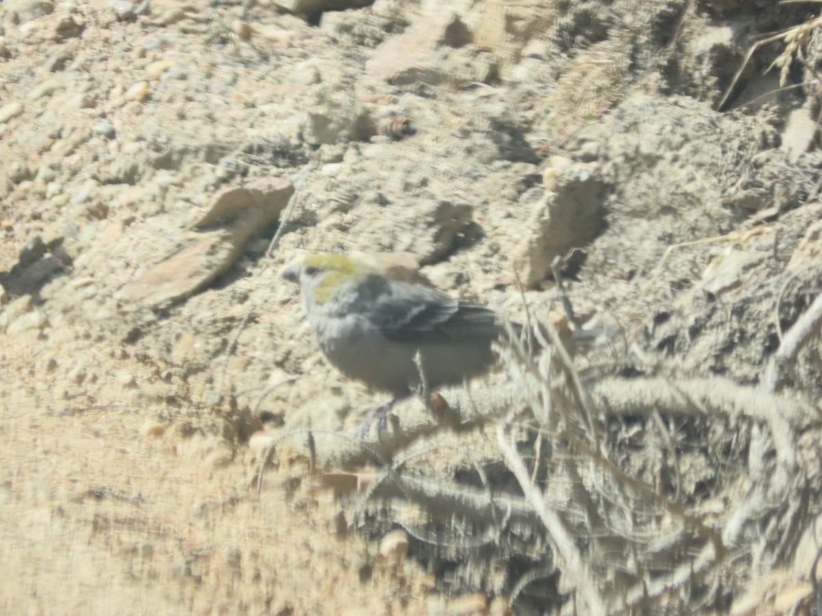 Ciuffolotto delle pinete - ML639935709