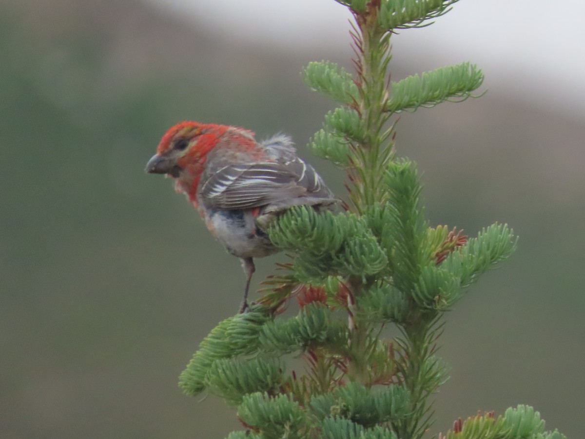 Ciuffolotto delle pinete - ML639935731