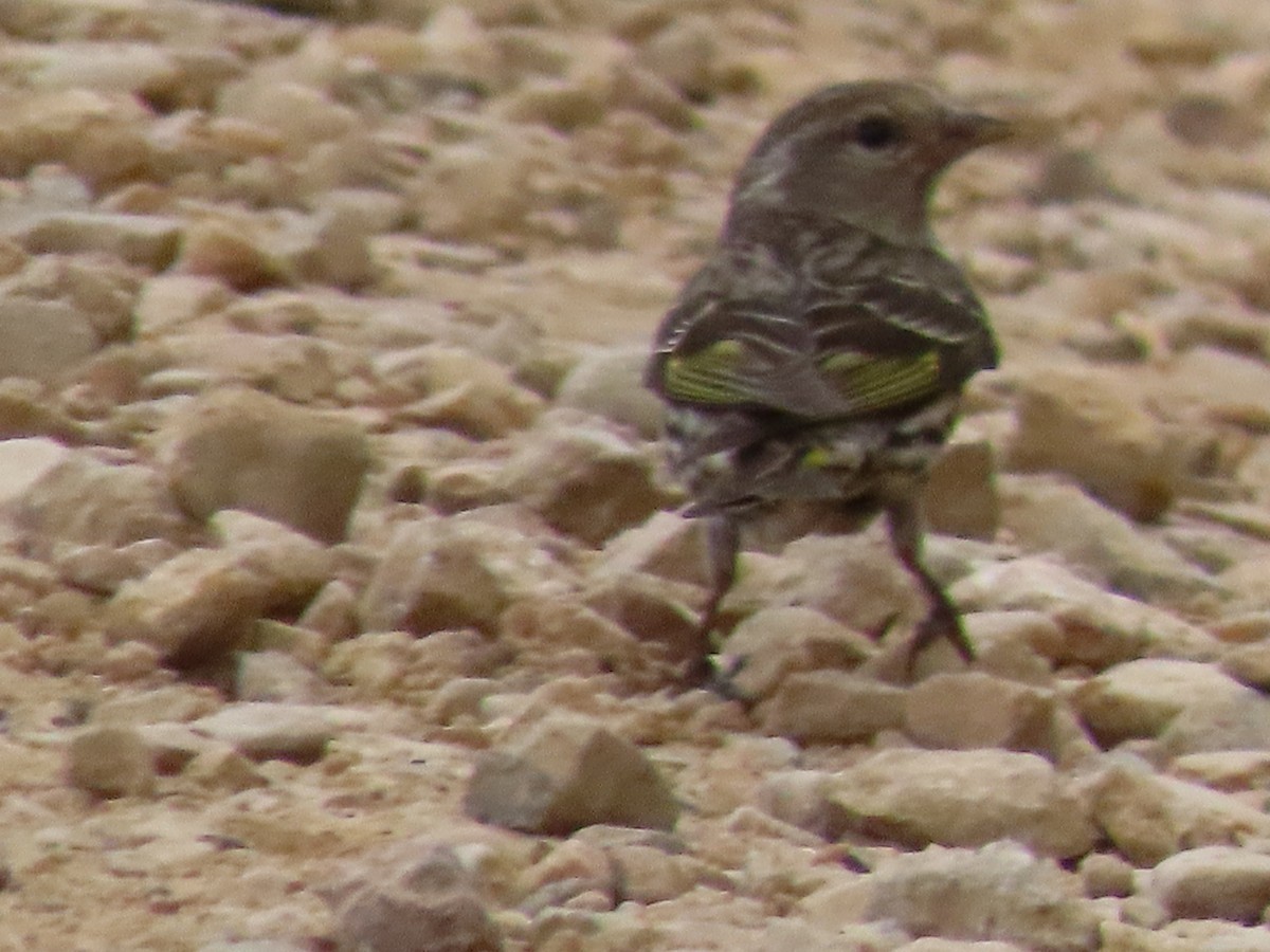 Pine Siskin - ML639935735