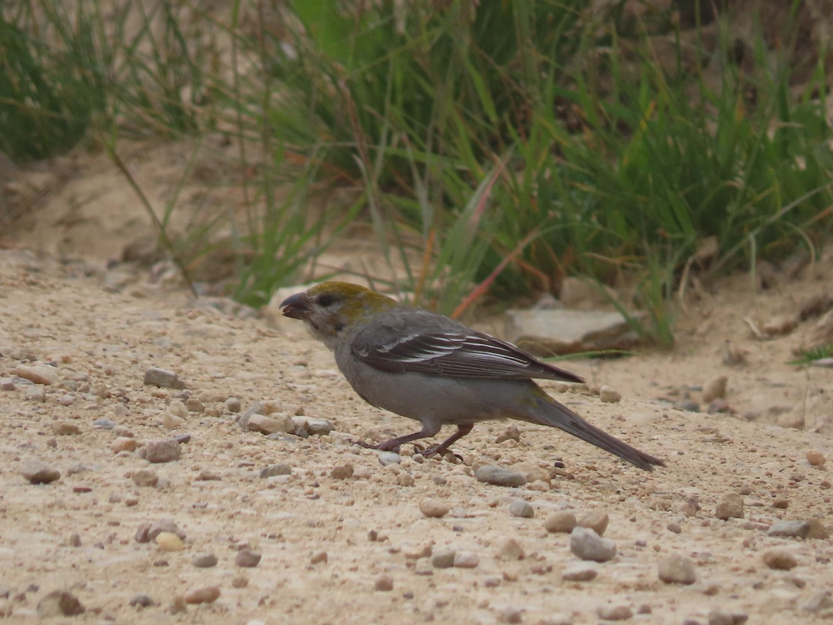 Ciuffolotto delle pinete - ML639935737