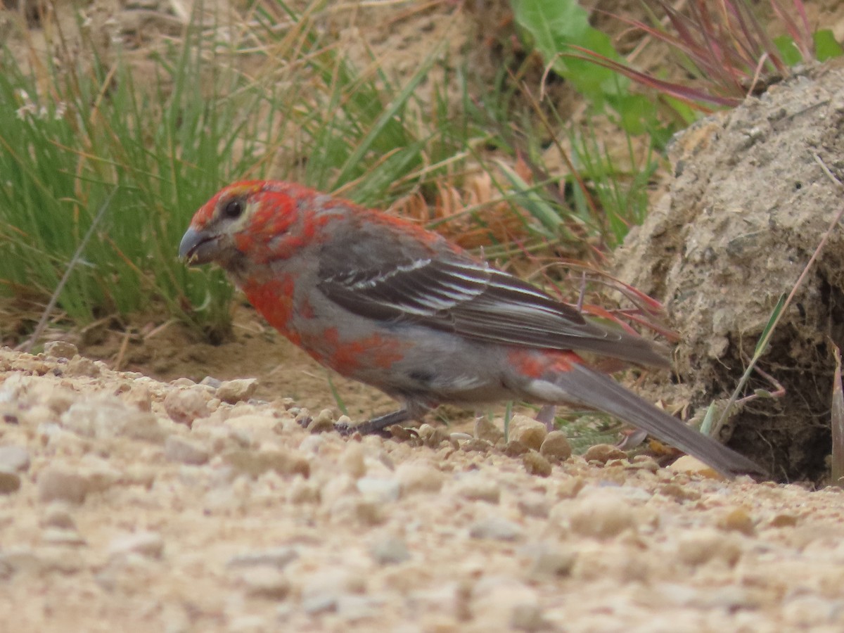 Ciuffolotto delle pinete - ML639935738