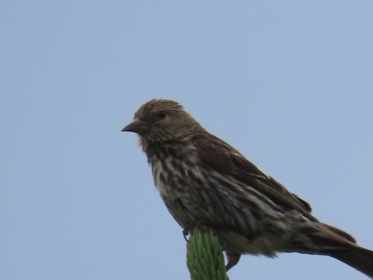 Pine Siskin - ML639935741