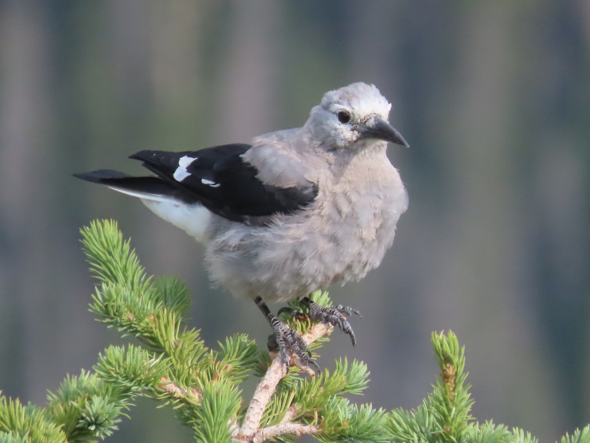 Clark's Nutcracker - ML639935756