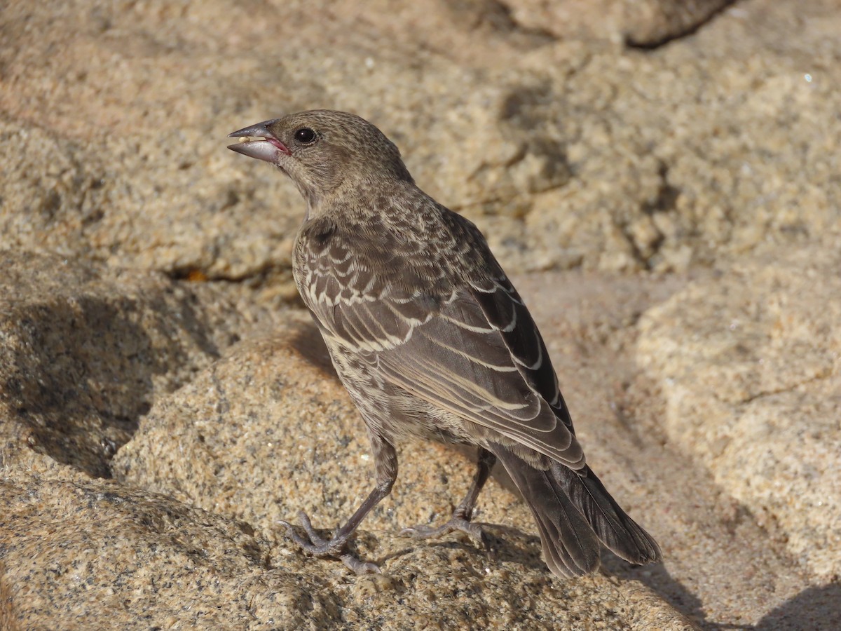 Brown-headed Cowbird - ML639935763