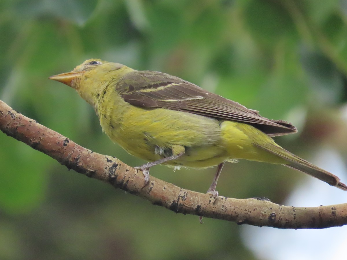 Western Tanager - ML639935767