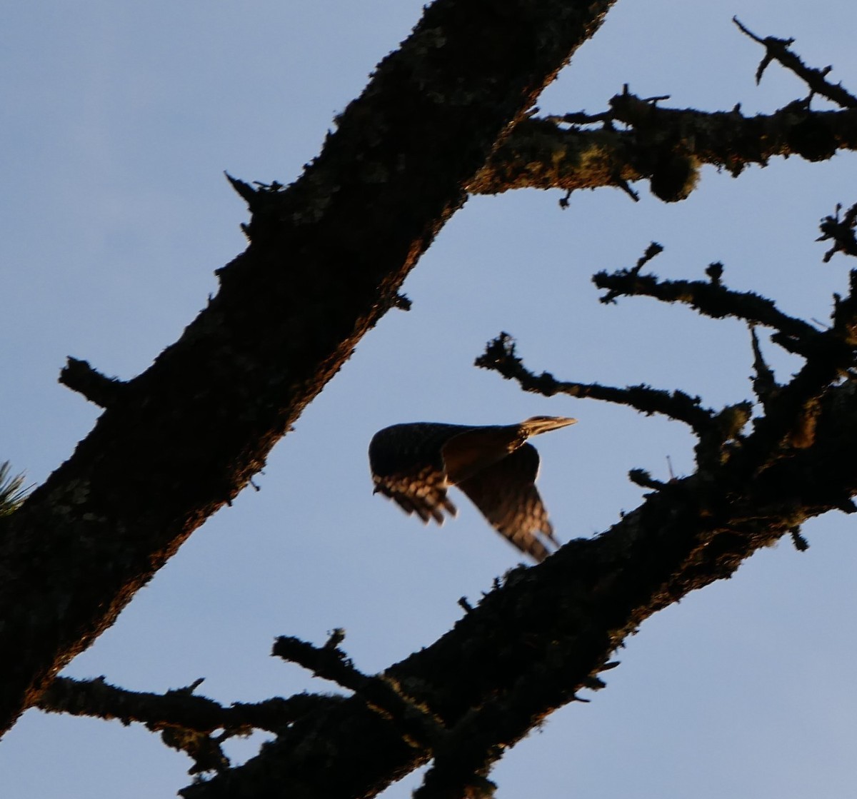 Red-shouldered Hawk - ML639935806