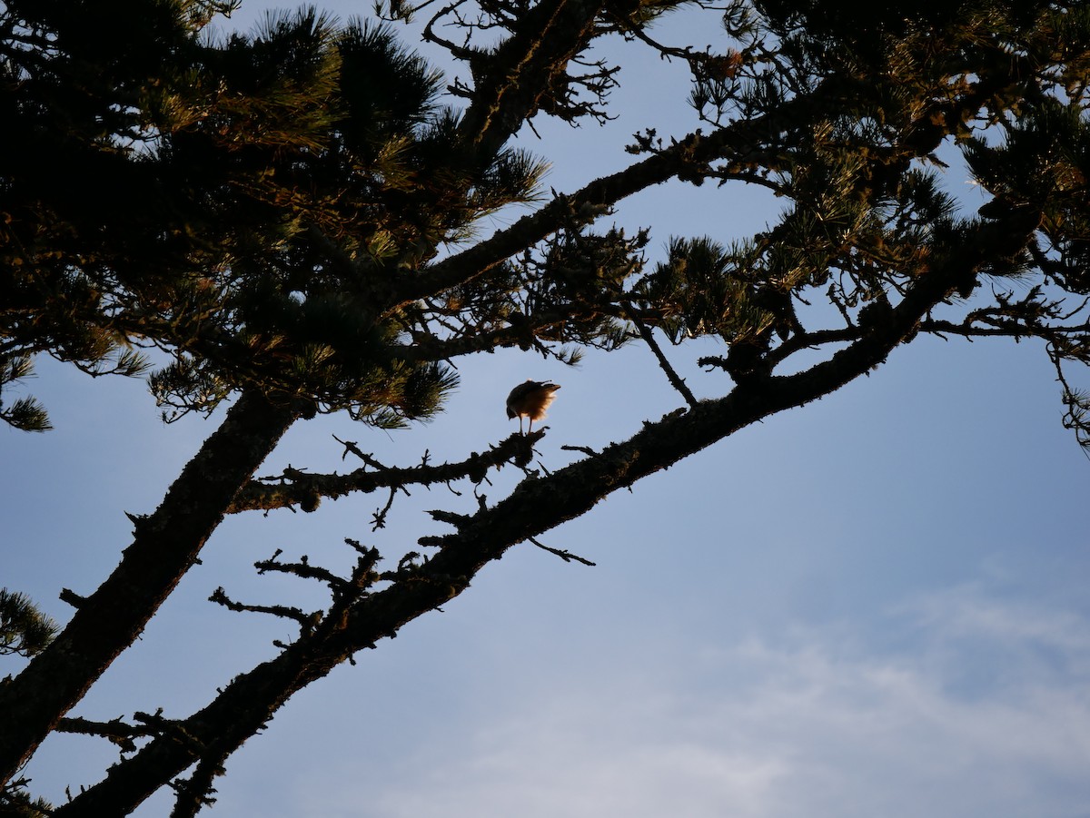 Red-shouldered Hawk - ML639935808