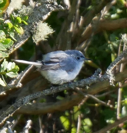 Blue-gray Gnatcatcher - ML639935837