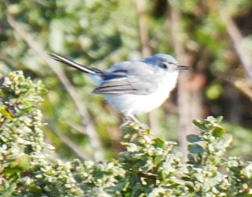 Blue-gray Gnatcatcher - ML639935838