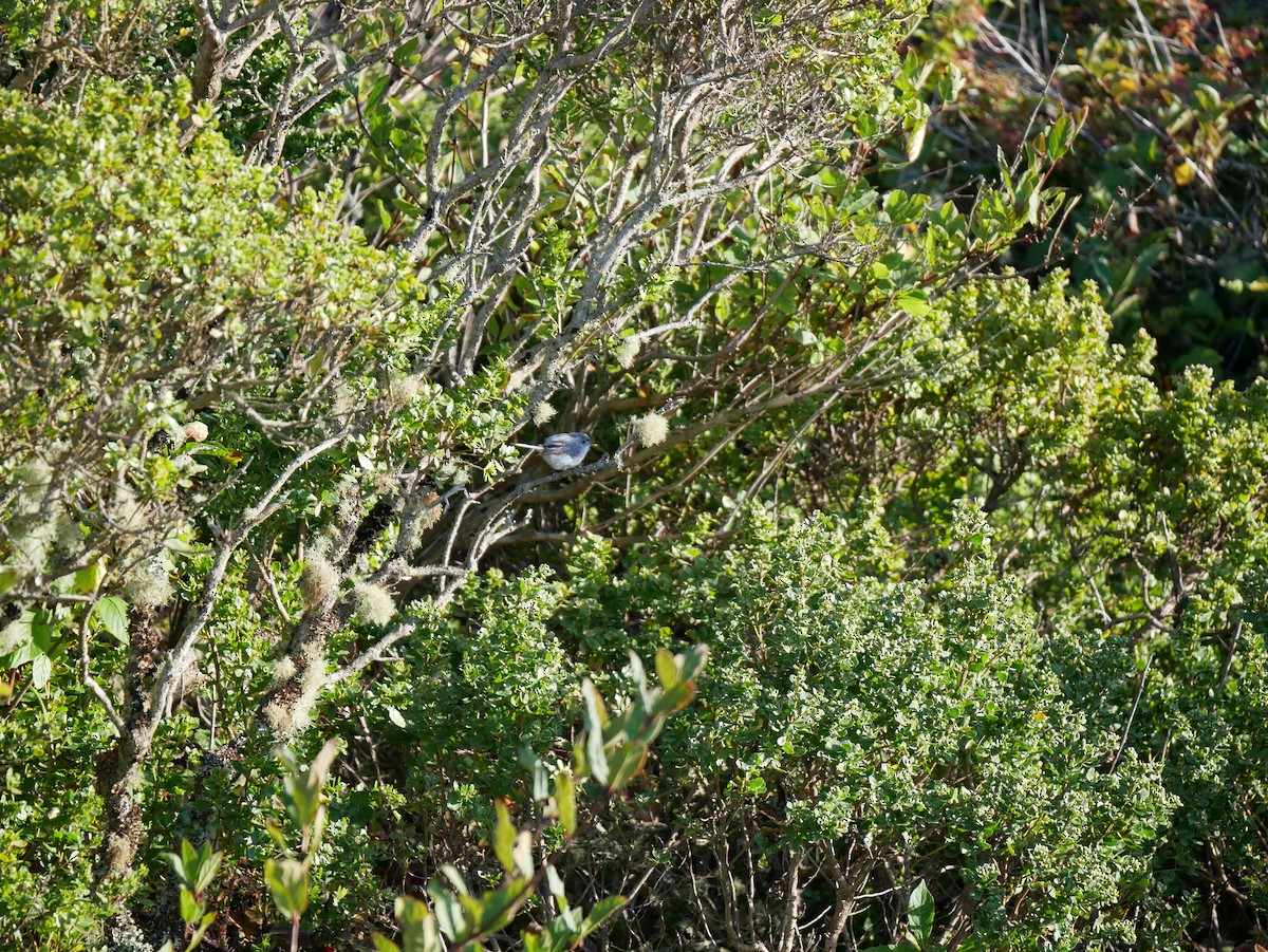 Blue-gray Gnatcatcher - ML639935839