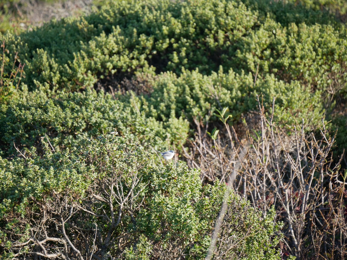 Blue-gray Gnatcatcher - ML639935840