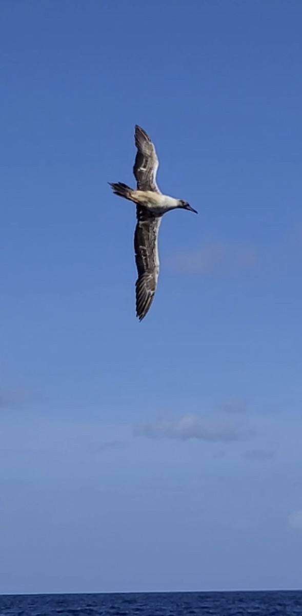 Red-footed Booby - ML639935848