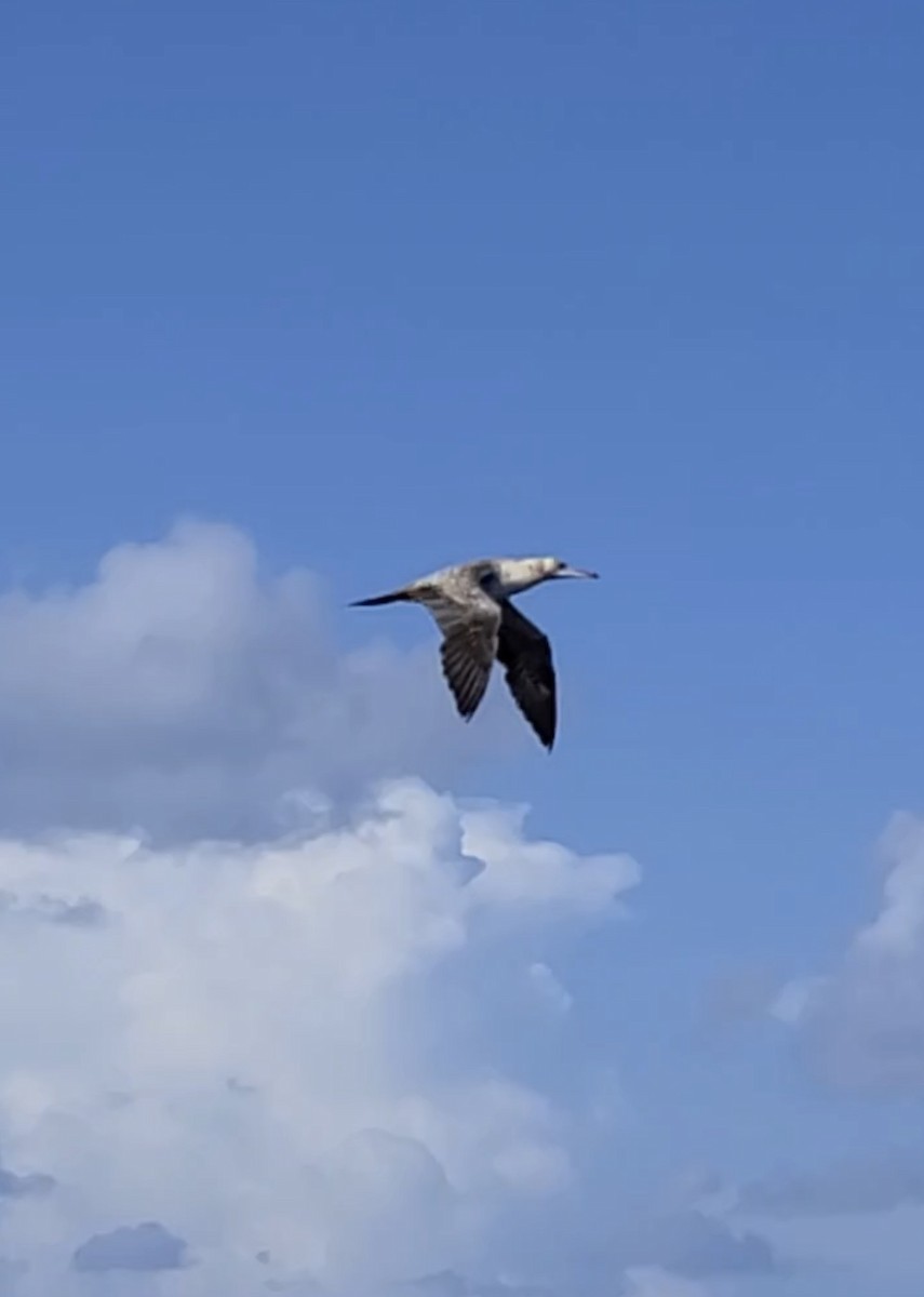 Red-footed Booby - ML639935850