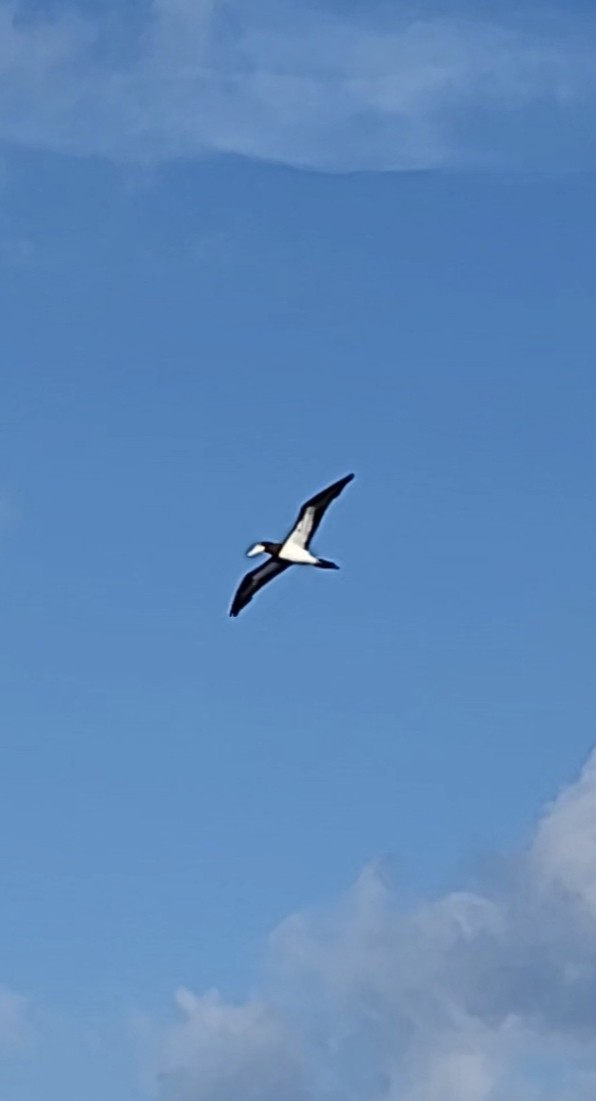 Brown Booby - ML639935854