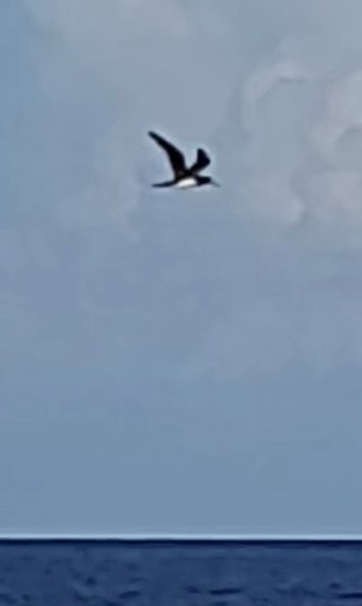 Brown Booby - ML639935874