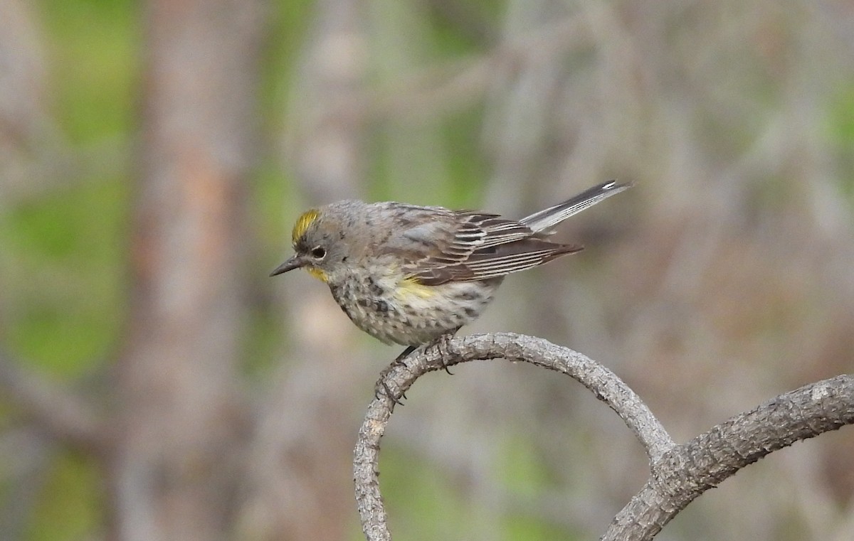 Yellow-rumped Warbler (Audubon's) - ML639935927
