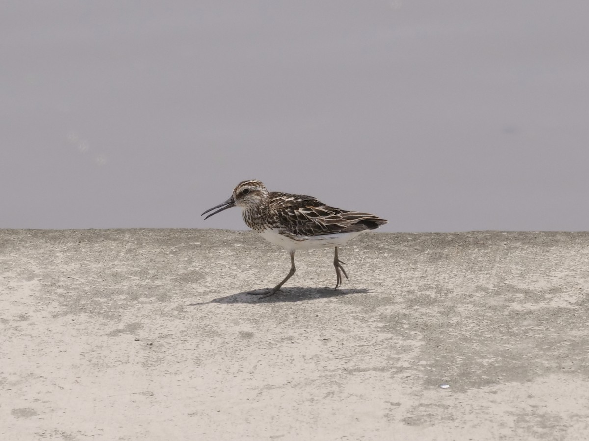 Broad-billed Sandpiper - ML639936010