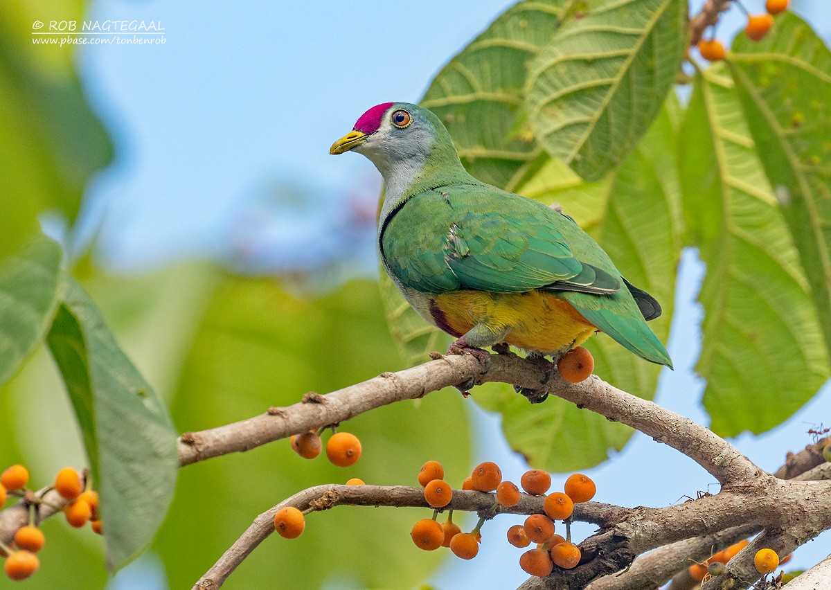 Beautiful Fruit-Dove - ML639936028