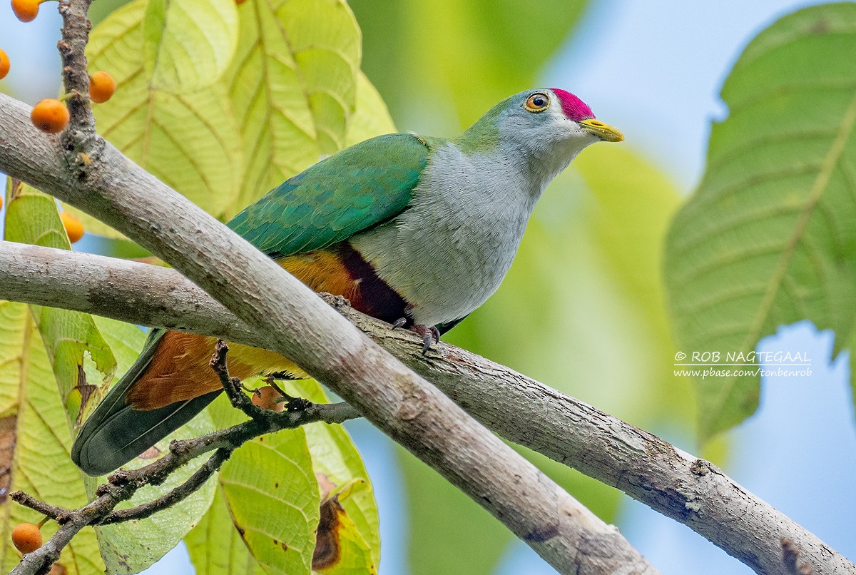 Beautiful Fruit-Dove - ML639936029