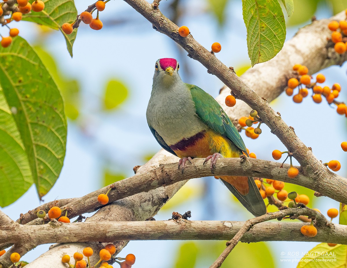 Beautiful Fruit-Dove - ML639936030