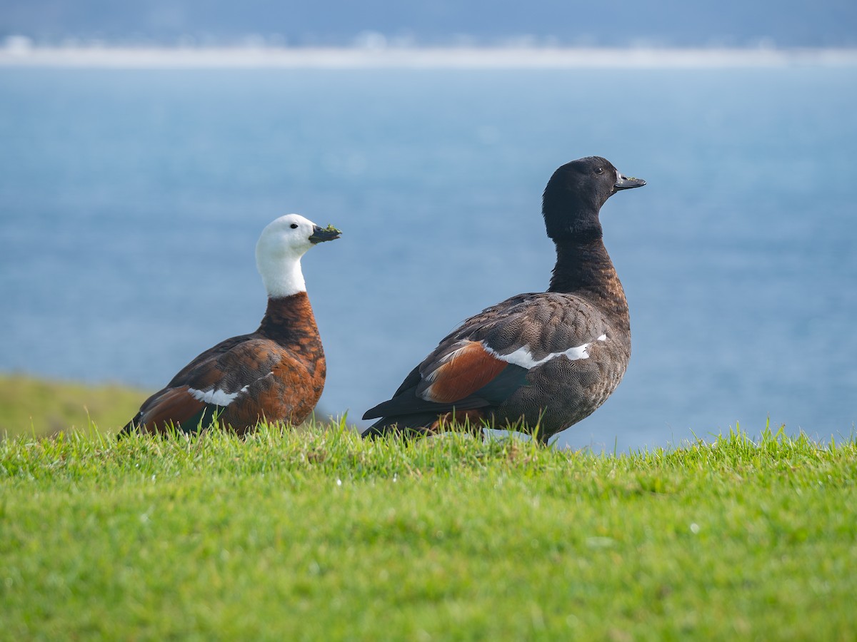 Paradise Shelduck - ML639936057