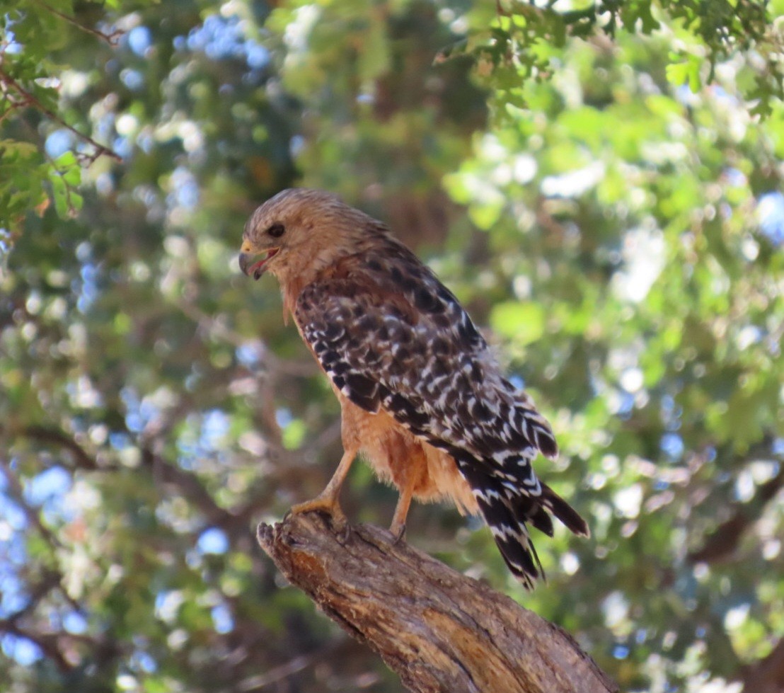 Red-shouldered Hawk - ML639936134